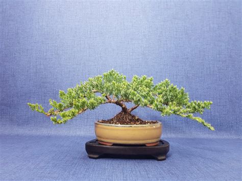 Bonsai ginepro Juniperus Altezza albero 11 cm Profondità