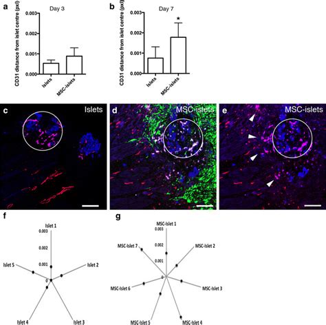 Facilitated Islet Endothelial Cell Migration Out Into The Surrounding