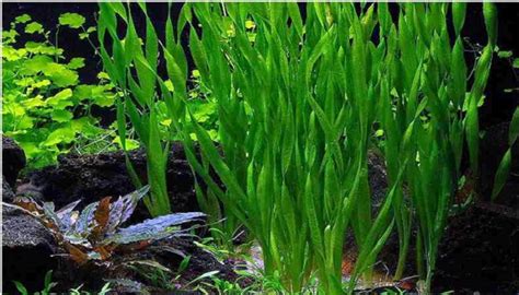 6 Best Freshwater Aquatic Plants for Freshwater Aquarium