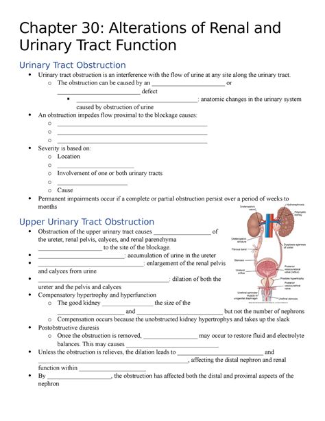 Chapter 30 Notes Alterations Of Renal And Urinary Tract Function