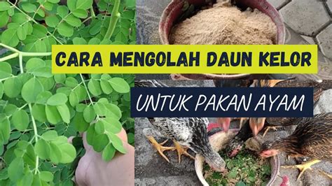 Cara Mengolah Daun Kelor Untuk Pakan Ayam Kuak Manfaatnya Youtube