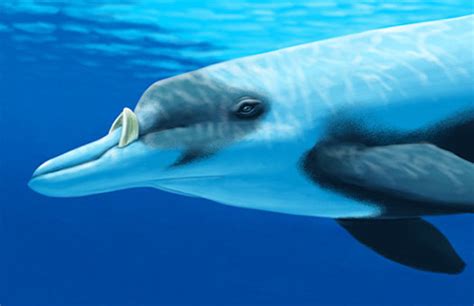 Long-Toothed Whale - Shy, Tusked Cold-Water Mammal | Animal Pictures and Facts | FactZoo.com