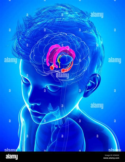 Anatomie Du Cerveau De L Enfant Banque De Photographies Et Dimages