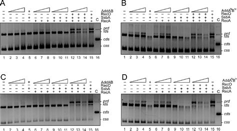 Pdf Bacillus Subtilis Reco And Ssba Are Crucial For Reca Mediated