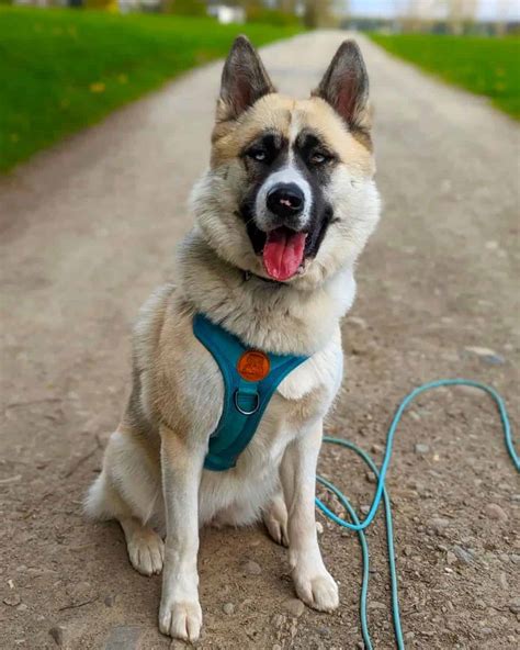 45 Unique Akita Mixes: An Ultimate Guide (With Pictures)