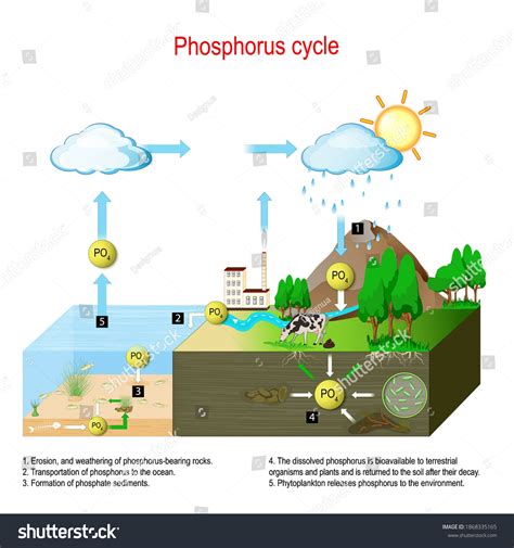 Phosphorus Cycle Flow Chart