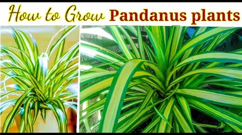 How To Grow Pandanus Plants Youtube