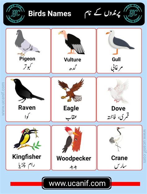 A List Of Birds Name In Urdu And English With Picture Pdf And