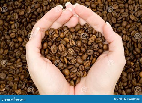 Harvesting Coffee Beans Stock Photography - Image: 3706742