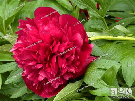 Paeonia Officinalis Rubra Plena Stock Photo Picture And Rights