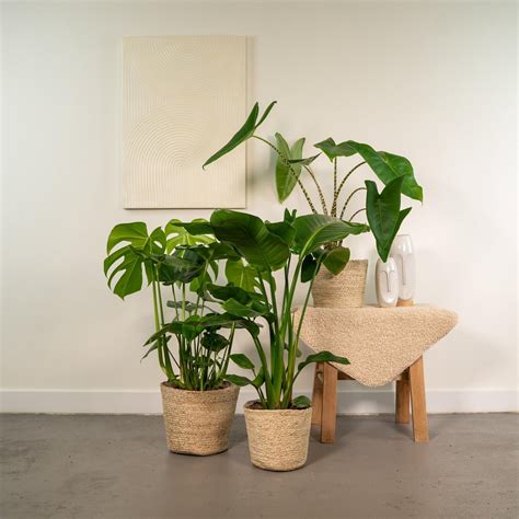 Set van 3 Monstera Deliciosa 75cm hoog 21Ø Alocasia Zebrina 75cm