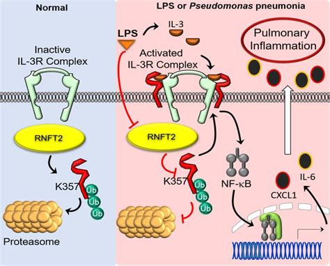 Jci Insight The Rnft2il 3rα Axis Regulates Il 3 Signaling And Innate