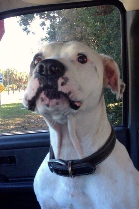 31 Dog Reactions For Everyday Situations Silly Dogs Boxer Dogs Funny