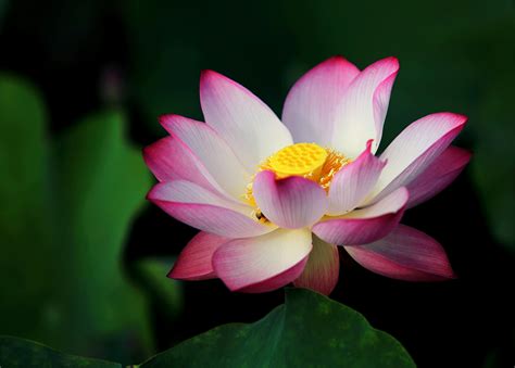 When Can You Plant Lily Bulbs - PlantopiaHub - Your Ultimate