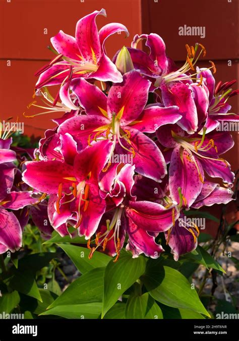 Stargazer lily plant in a garden Stock Photo - Alamy