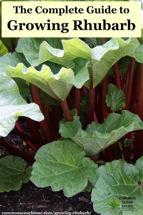 Growing Rhubarb - How to Plant, Grow and Harvest the "Pie Plant"