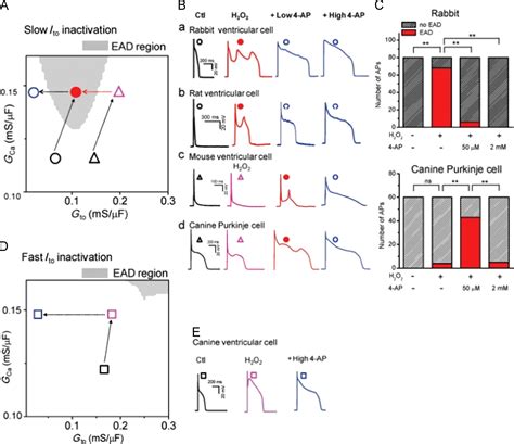 Cardiac Purkinje Fibers And Arrhythmias The Gk Moe Award Lecture