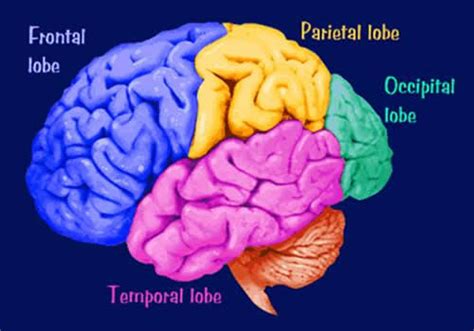 Brain Anatomy The Time Project