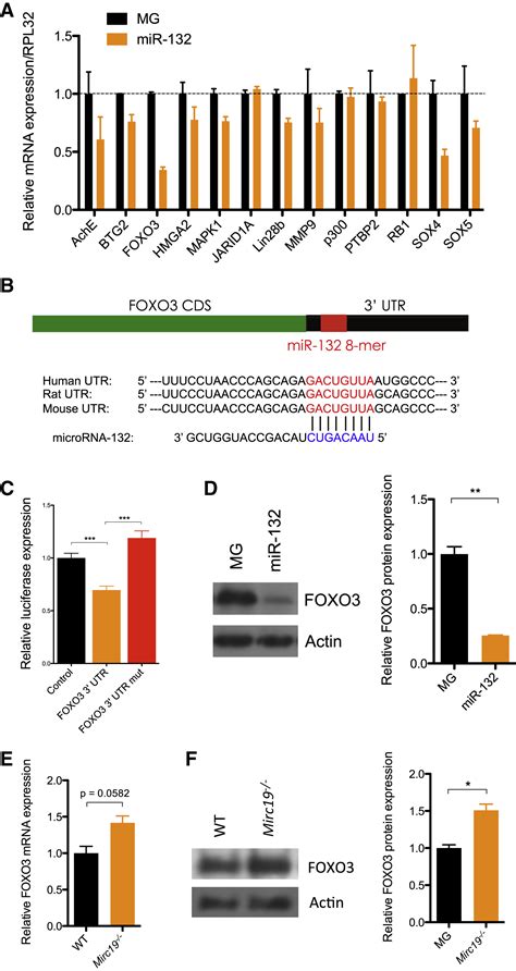 The Microrna And Microrna Cluster Regulates Hematopoietic Stem