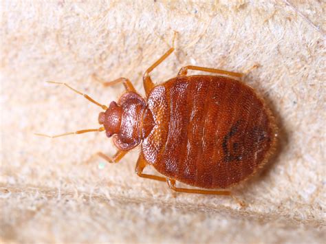 Closeupadultcimexlectulariusoncorrugatedrecycledpaperbedbug Pointe Pest Control