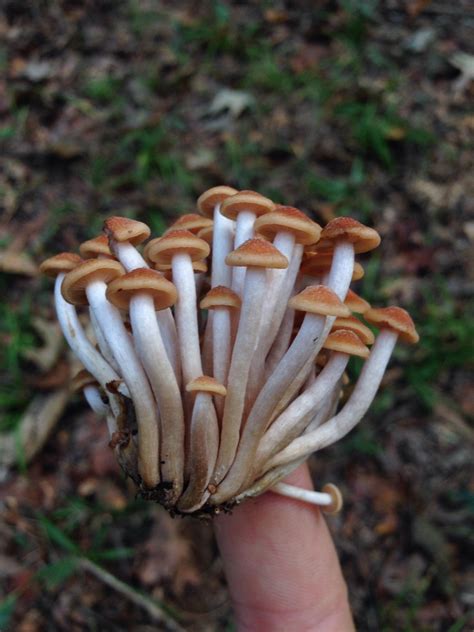 Edible Wild Mushrooms Identification