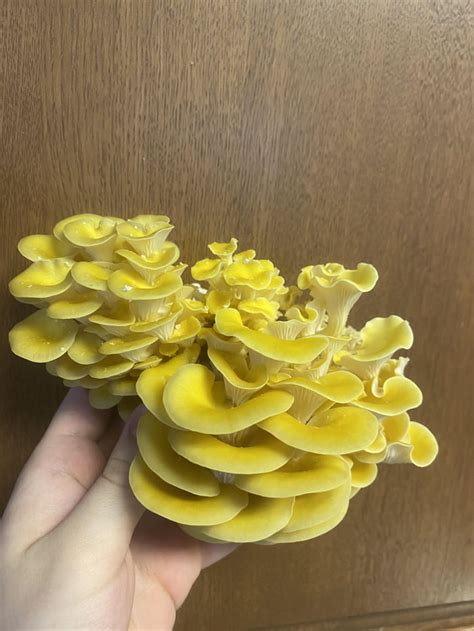 Golden Oyster Pleurotus Citrinopileatus 9GAG