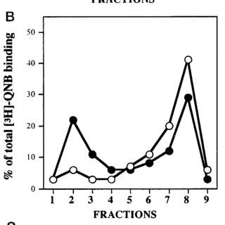 Agonist Induced Translocation Of Muscarinic Receptors In Cardiac