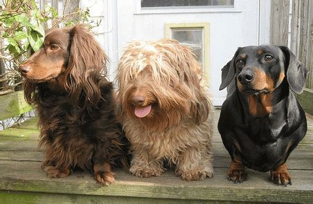 The Dachshund Dog Breed - Discover the 6 Different Varieties!