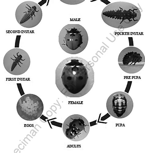 Life Cycle Of A Cosmopolitan Ladybird Beetle Coccinella