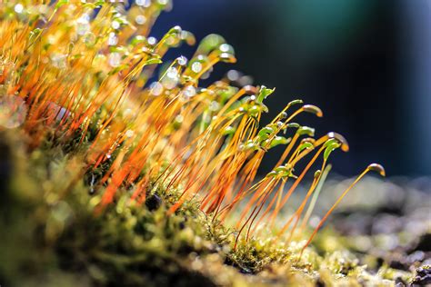 Kostenlose Foto Natur Gras Ast Pflanze Fotografie Blatt Blume