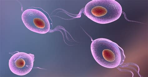 Trichomoniasis: The Silent STD and its 10 Symptoms - Facty Health