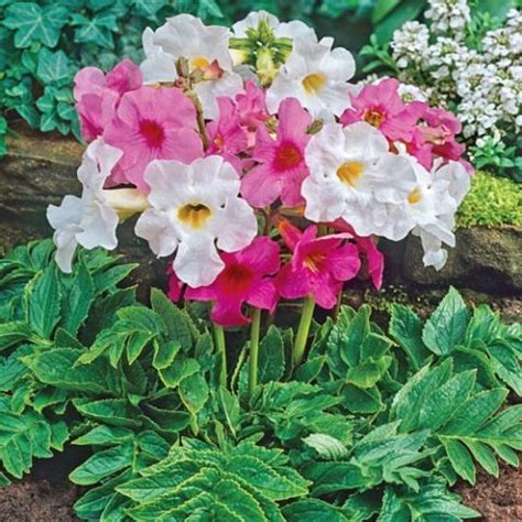 Gloxinia Double Brocade Buc Bulbi Flori