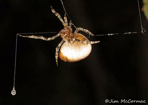 Bolas Spider | The Most Extreme Wiki | Fandom | Spider, Spiders scary ...