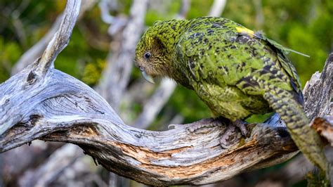 How New Zealand saved the kakapo from extinction