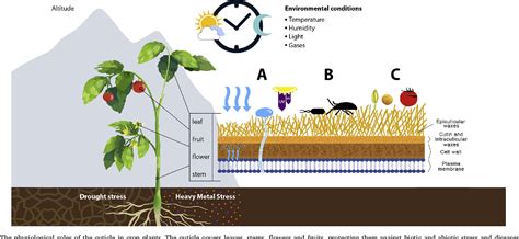 Cuticle In Plants