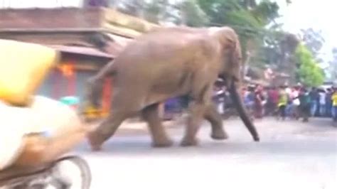 See Wild Elephant Run Amok In Indian Village Nbc News