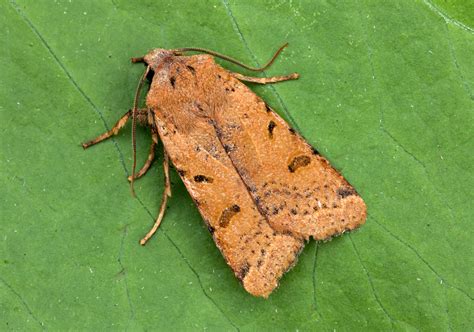 Beaded Chestnut Agrochola Lychnidis Garden Photo Peter