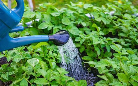 Whats The Best Time To Water Your Vegetable Garden Veggies Grow