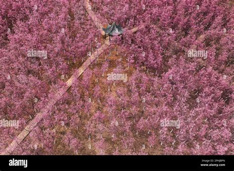 Aerial view of cherry blossom Stock Photo - Alamy