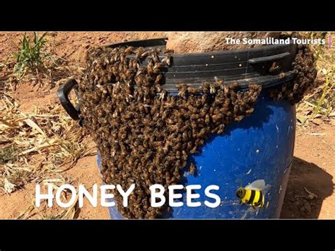 WE CAUGHT HONEY BEES Starting A Bee Farm In Hargeisa Somaliland