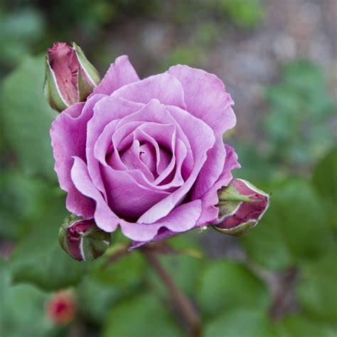 Blue Moon Climbing Rose | Roses | Plants | Gee Tee Bulbs UK