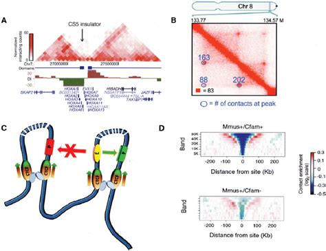 Ctcf Roles In Domain Organization Within The Nucleus A Tads In The Download Scientific