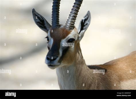 Thomson s Gazelle - Gazelle thomsonii Stock Photo - Alamy