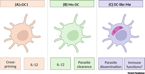 Macrophage To Dendritic Cell Transitioning Induced By Toxoplasma