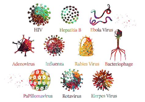 Diagram showing different kinds of viruses Digital Art by Erzebet S ...