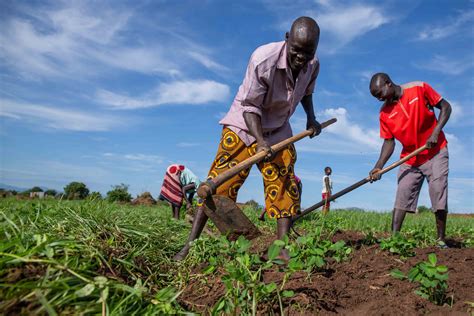 FAO in South Sudan | Food and Agriculture Organization of the United Nations