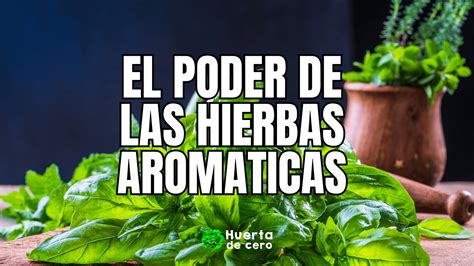 El Poder De Las Hierbas Aromáticas Cuáles Son Y Como Utilizarlas En La Cocina ️ Guía 2025