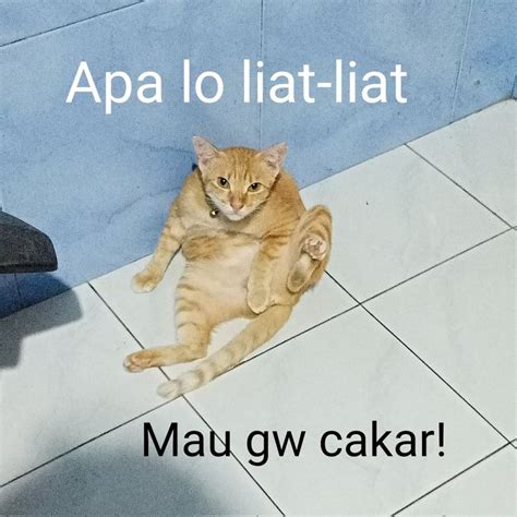 Kompilasi Meme Kucing | Meme kucing, Meme, Kucing