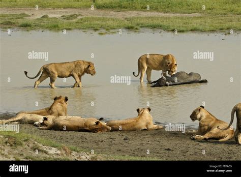 Lion Pride With Wildebeest Kill In Water Ngorongoro Crater Tanzania