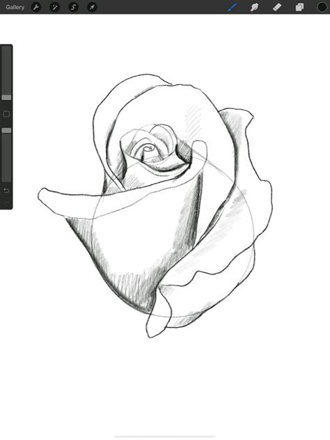 How To Draw Roses For Procreate Beginners Roses Drawing Rose Sketch